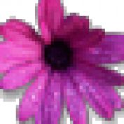 maciel profile image