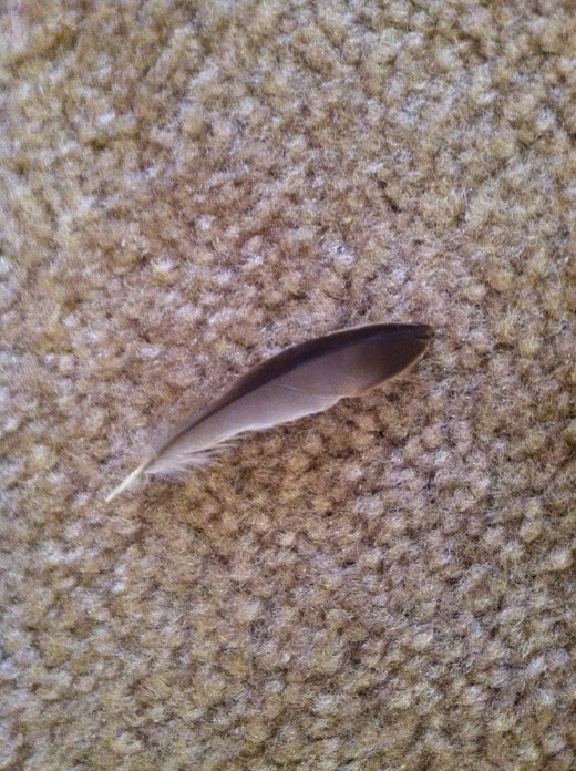 Downy feather found on my floor!