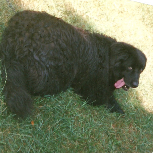 Ebony the clown outside our apartment after a playful wading pool romp. (Photo by Barbara Anne Helberg, 2003)