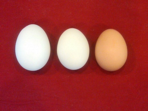 The first white egg is a typical, commercially produced egg.  The second & third are from our chickens.  Smaller, fresher and delicious; with brighter yolks, indicating lots of nutrients.