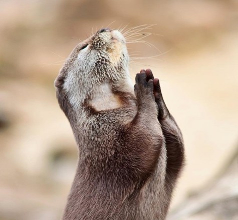If only animals could pray too. But their innocence and purpose God put them in this World, give the animals a special place for their souls in Heaven.