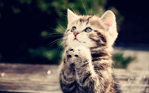 "Please God, help my furry friends at the shelters find loving homes. Please protect and keep the other animals safe from harm. Please enlighten man from hurting my friends of all species for their greediness. Bless my masters God for they love me."