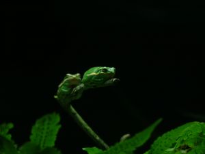 Two frogs from the Chattanooga Tennessee River Aquarium. The aquarium is full of wildlife to enjoy.