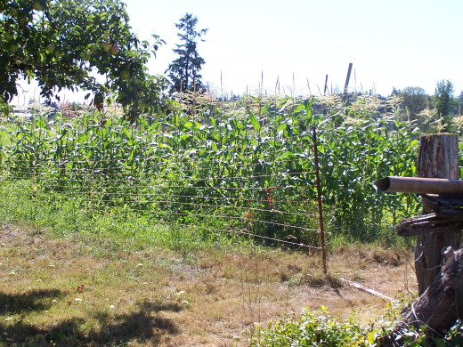 The fields