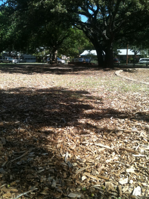 Mulch allows trees' roots to receive plenty of water.