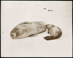 How to Help Save Wild Seals