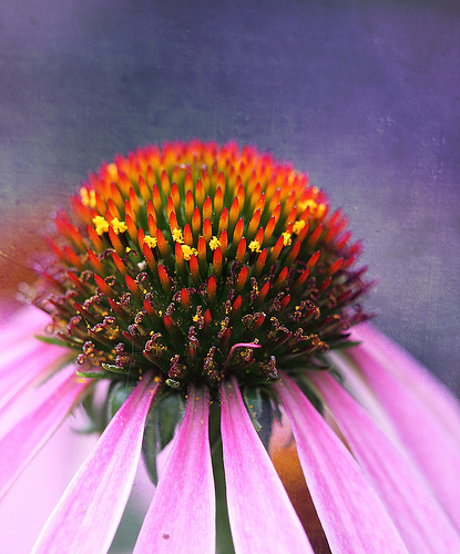 Echinacea has many uses in natural medicine