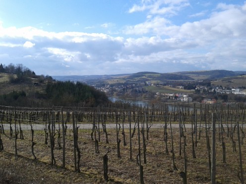 Vineyards, Oberbillig