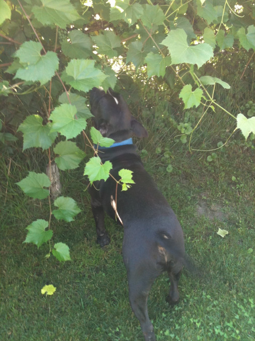 Picking my grapes before the dogs eat them all can some years be a challenge!
