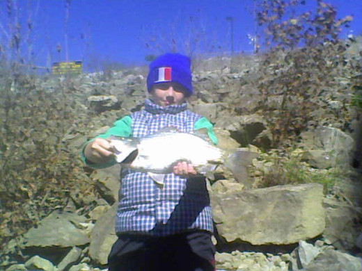 This big Ohio River hybrid striped bass eventually made its way to the dinner table. It was caught on a Rapala Shad Rap SR7 directly below Markland Dam.