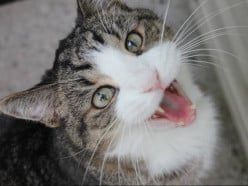 Meows, Purrs, Hisses and Chirps. What Do Cat Vocalizations Mean?