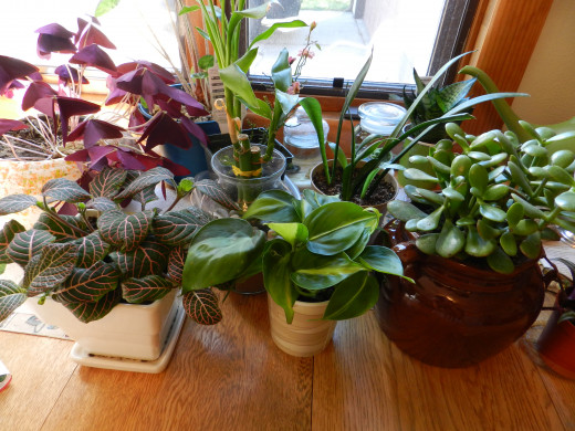 Houseplants have specific requirements that need to be met. 