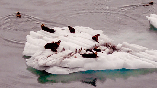 Sea Otters Resting on an Iceberg