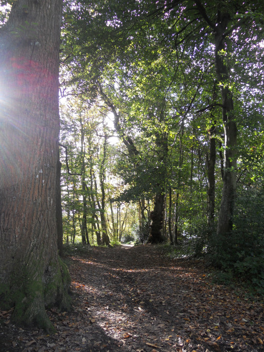 The woodland walk to Hardy's cottage in Lower Bockhampton, near Dorchester.