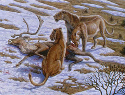 Two European (Cave) lions guarding their caribou kill.