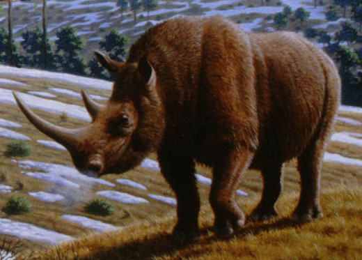 The woolly rhino is more closely related to the Indian rhino than to the two species that live in Africa today.