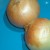 Onions Onions