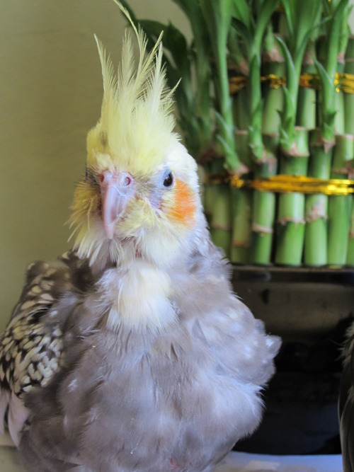 My late Cockatiel, Rocio.