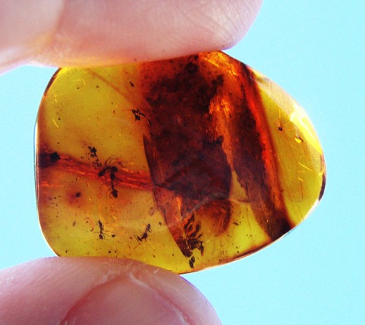 This amber, dating from 100 million years ago perfectly preserves possibly the earliest type of ant, which evolved from wasp like insects.