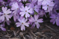 Dark Brown Mulching for Landscaping