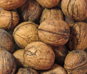 Organic walnuts - a favorite for large birds.