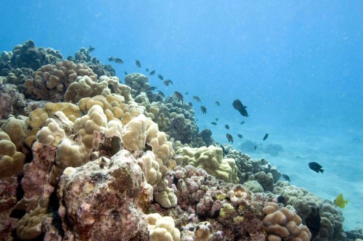 Kahe Point, a popular diving destination