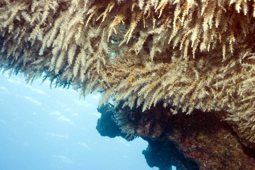 Snowflake Coral, an invasive species at Oahu's Northshore