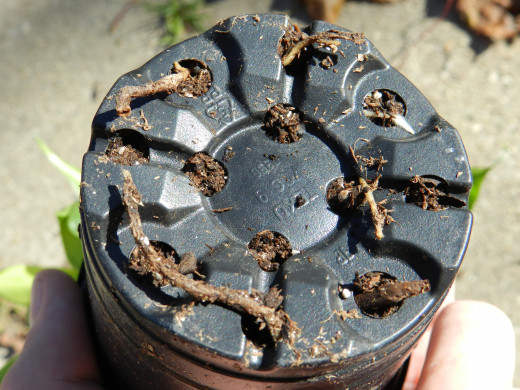 A root-bound plant with roots emerging from the container's drainage holes.
