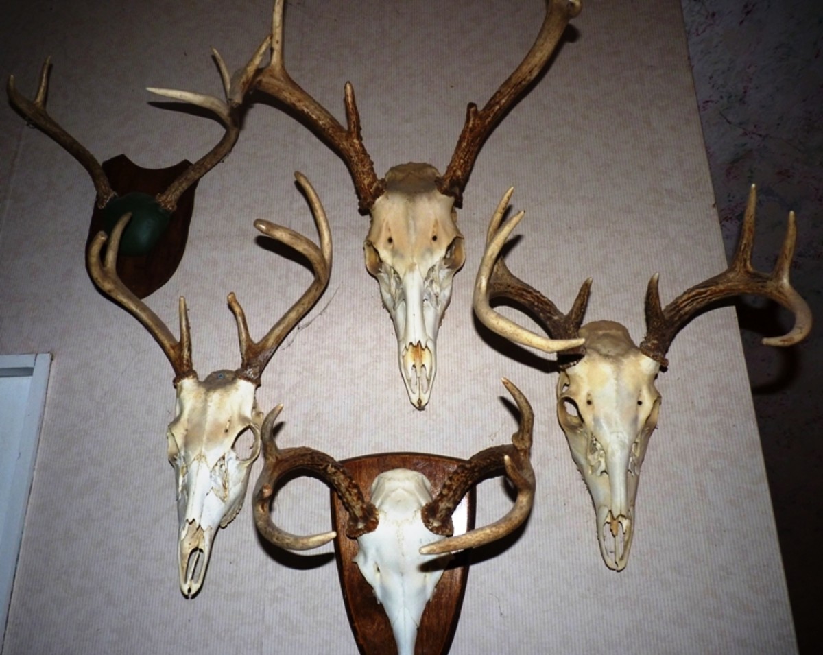 A collection of skulls