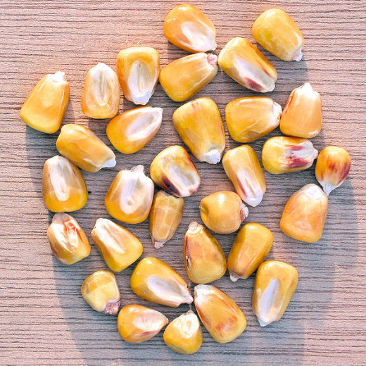 Close up of corn kernels.