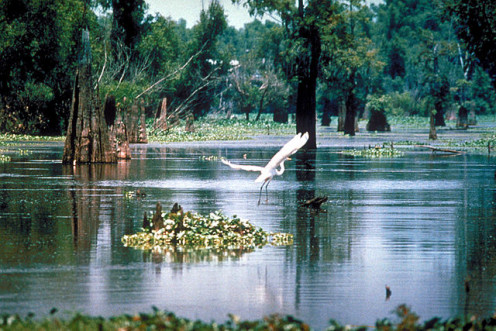 Atchafalaya Swamps - part of the Mississippi's lower basin, southwest of New Orleans.