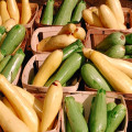 How to Grow Zucchini and Summer Squash Organically