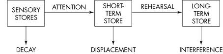 The Multi-Store Model of Memory.