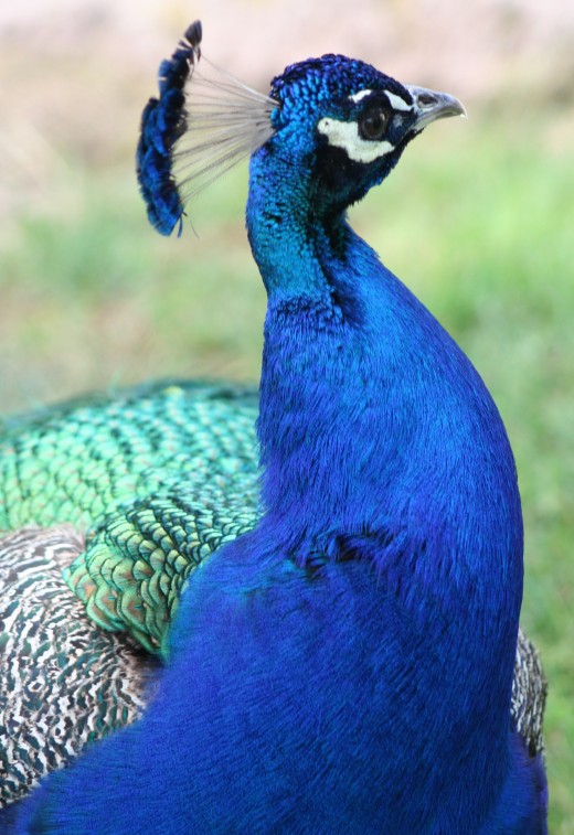 Peacock in Tucson, AZ zoo