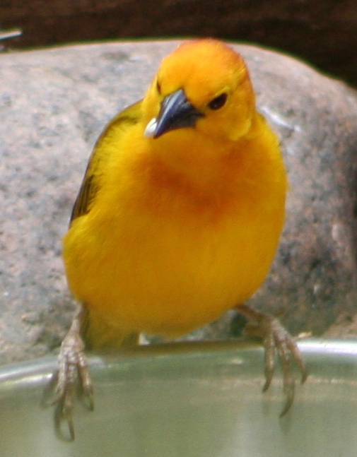 Bird at Desert Museum - Tucson, AZ