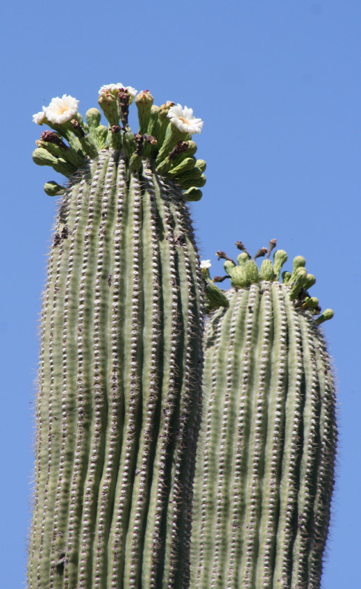 Cactus with blossoms - Tucson, AZ