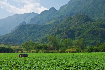 Tobacco Plantation