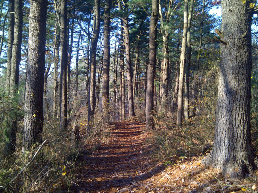 Enter the Skyline trail along a gentle forest path