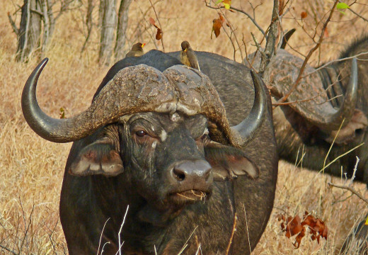 Oxpecker and Buffalo