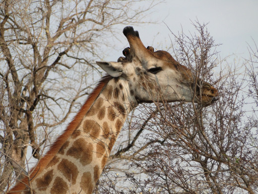 Giraffe and Oxpeckers