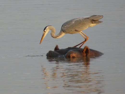 Fishing platform-Hreon on Hippo