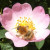 Bee like hoverfly - Arctophila superbiens Bee like hoverfly - Arctophila superbiens
