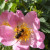 Hoverfly - Eristalis pertinax Hoverfly - Eristalis pertinax