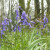 Spring bluebells Spring bluebells