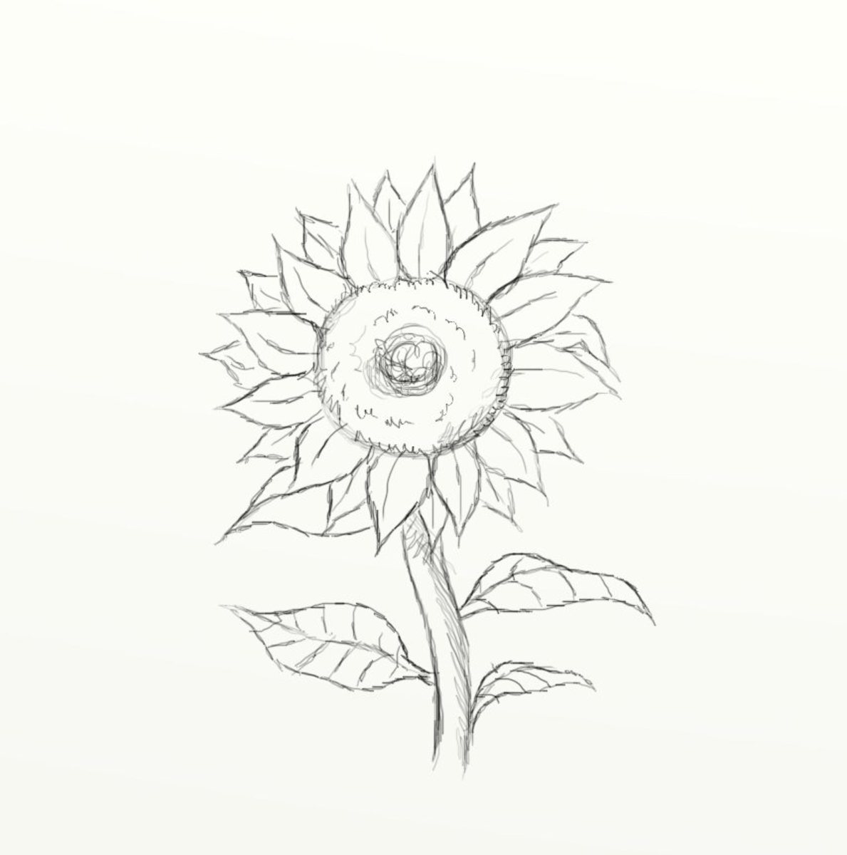 Cara Menggambar Bunga Dan Sketsanya Dengan Mudah