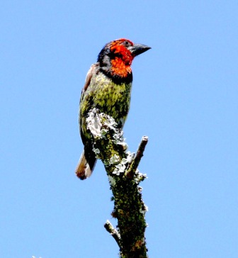 Black-collared Barbet