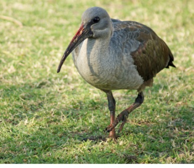 Hadedad Ibis
