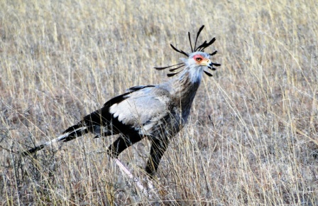 Secretary Bird