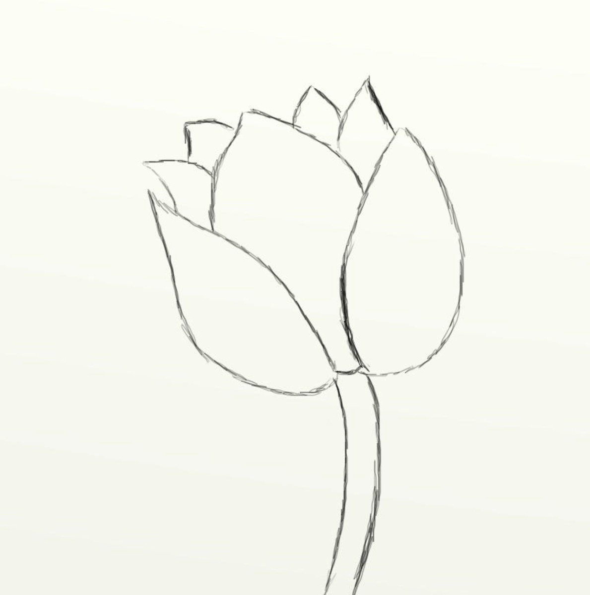 How to Draw a Beautiful Tulip  FeltMagnet