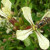 Slender hoverfly - Eupeodes luniger Slender hoverfly - Eupeodes luniger